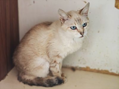 Меліс