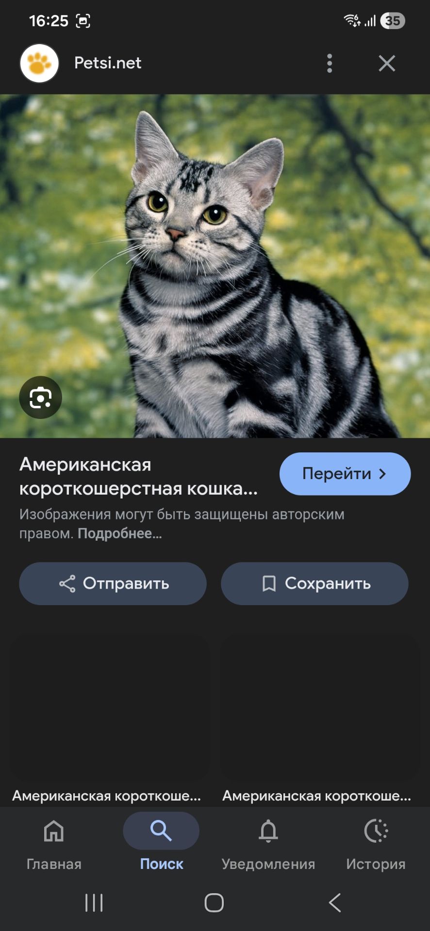 Тримісячний Балуваний Синочок шикарних батьків