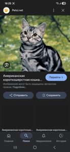 Тримісячний Балуваний Синочок шикарних батьків