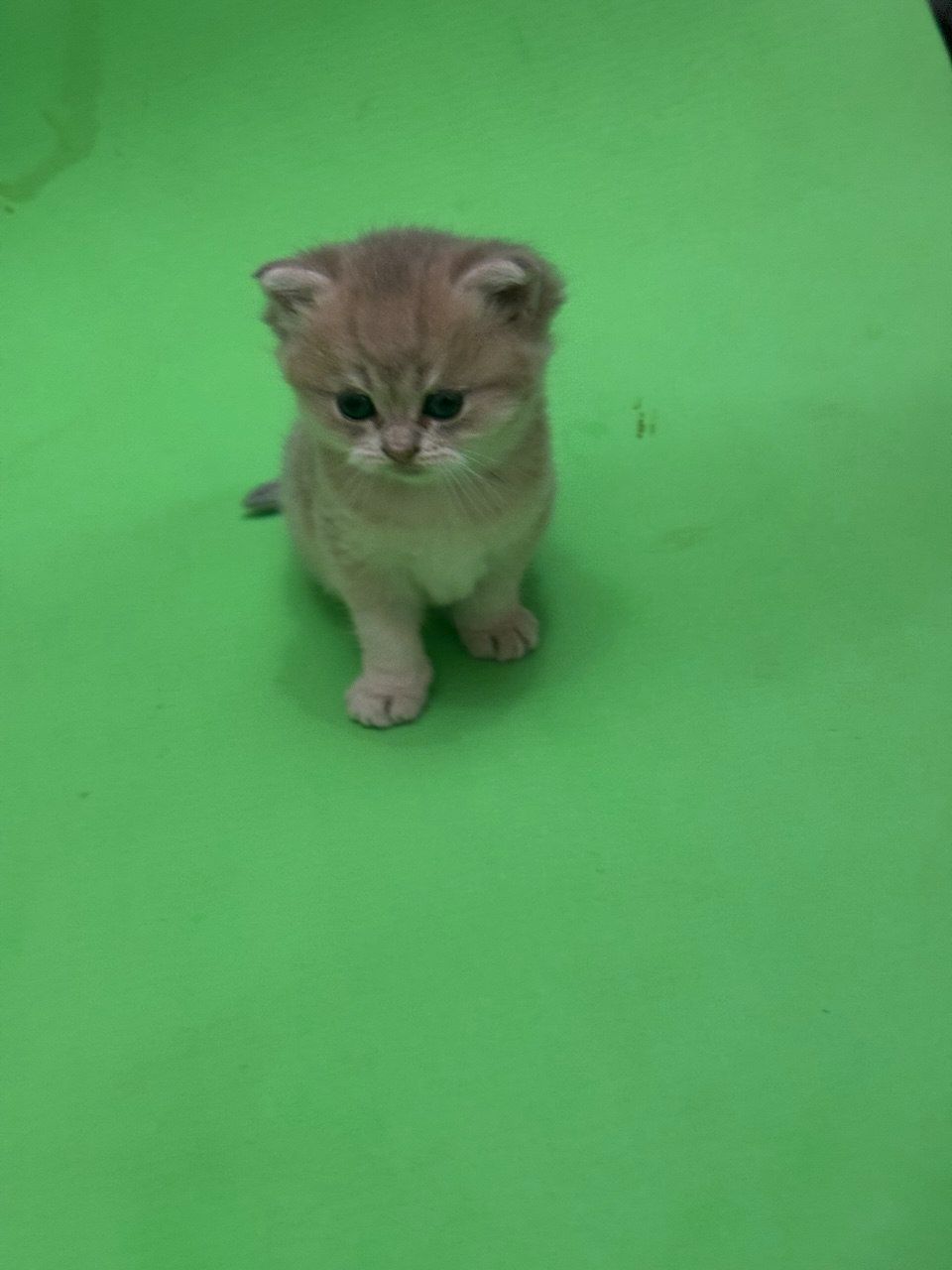 Кошенята британці