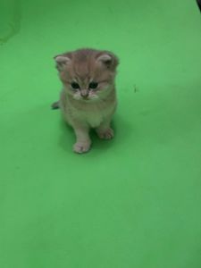 Кошенята британці
