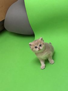Кошенята британці