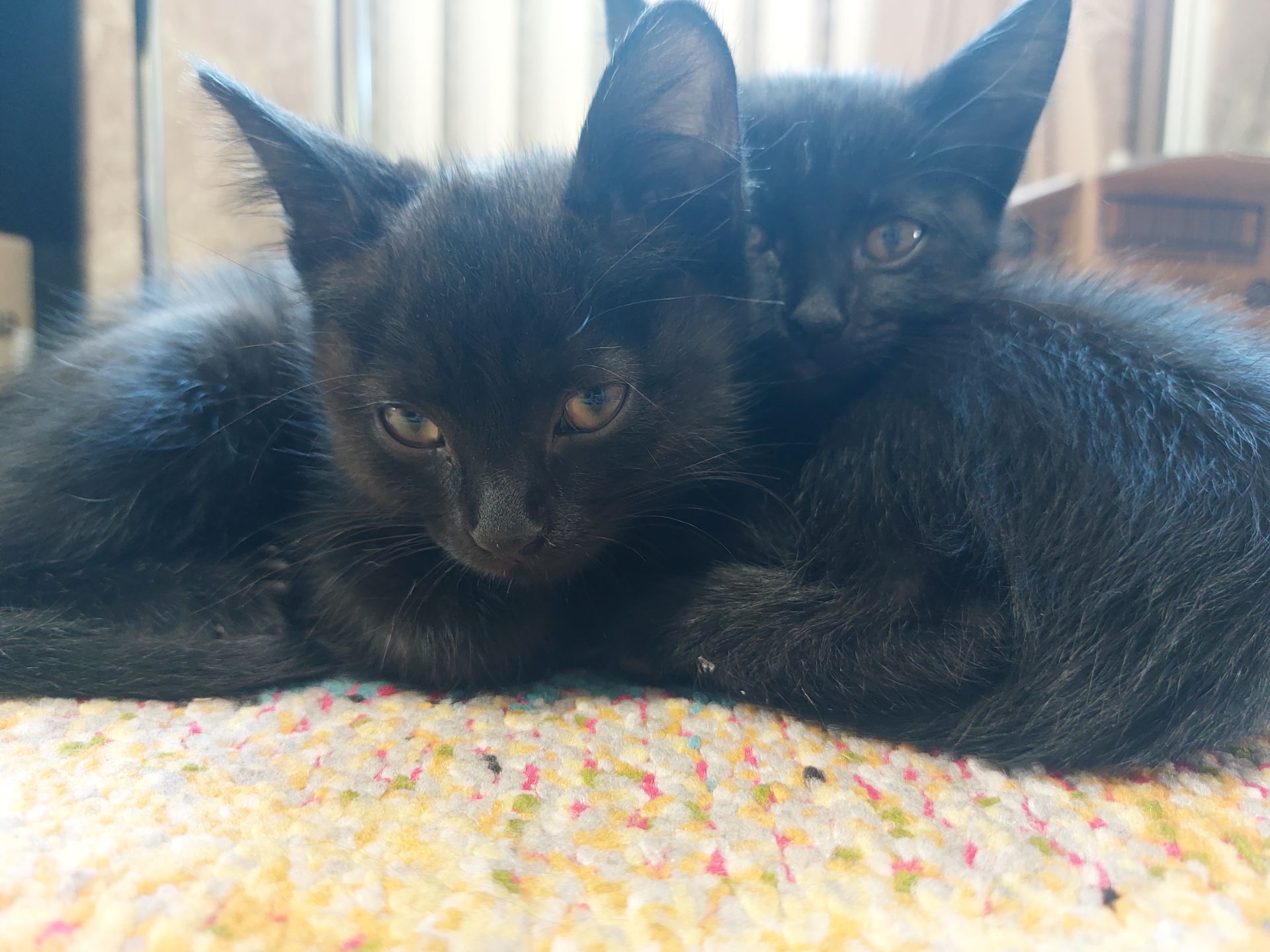 Черные котята