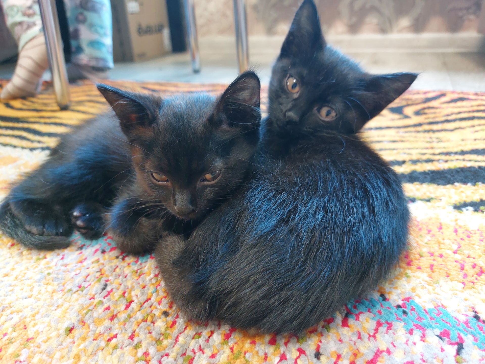 Черные котята