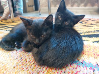 Черные котята