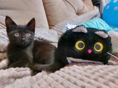 Черные котята