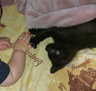 Черные котята