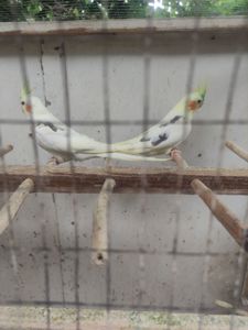 Молоді корелли 2 шт хлопчики