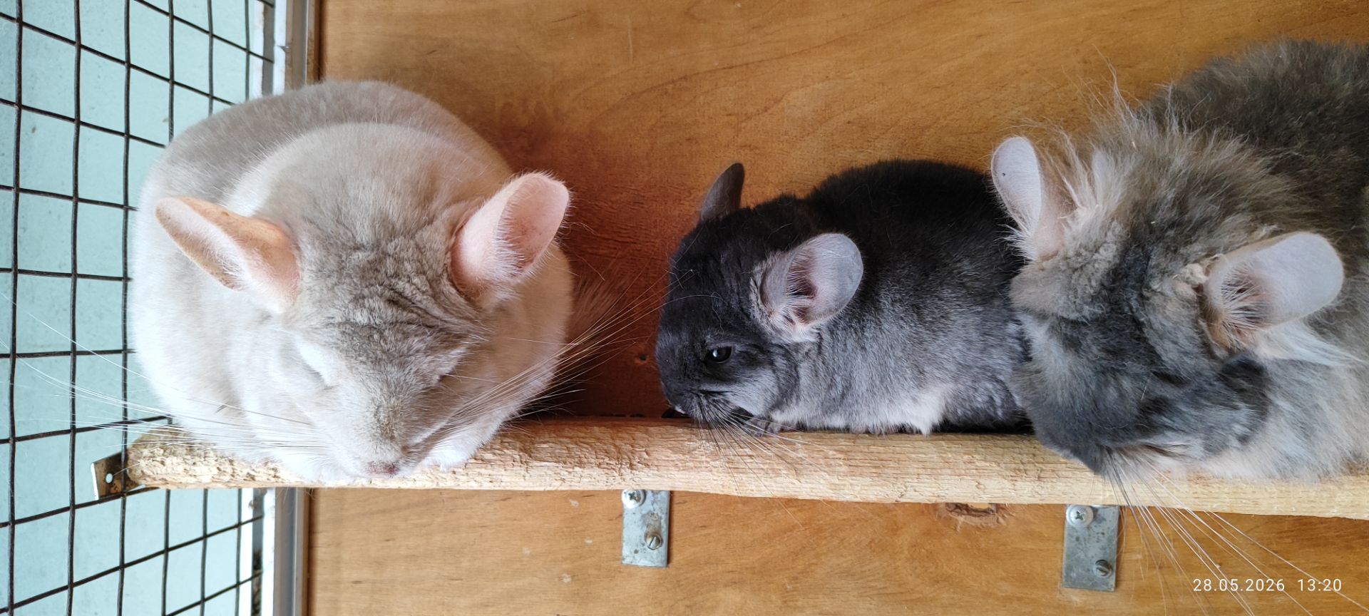 Девочка черный бархат тройной носитель