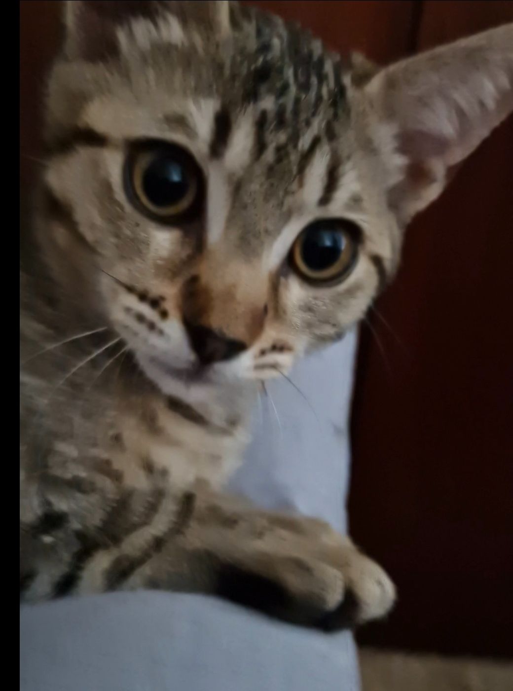 Шовковий Кото-хлопчик вік 3 місяці