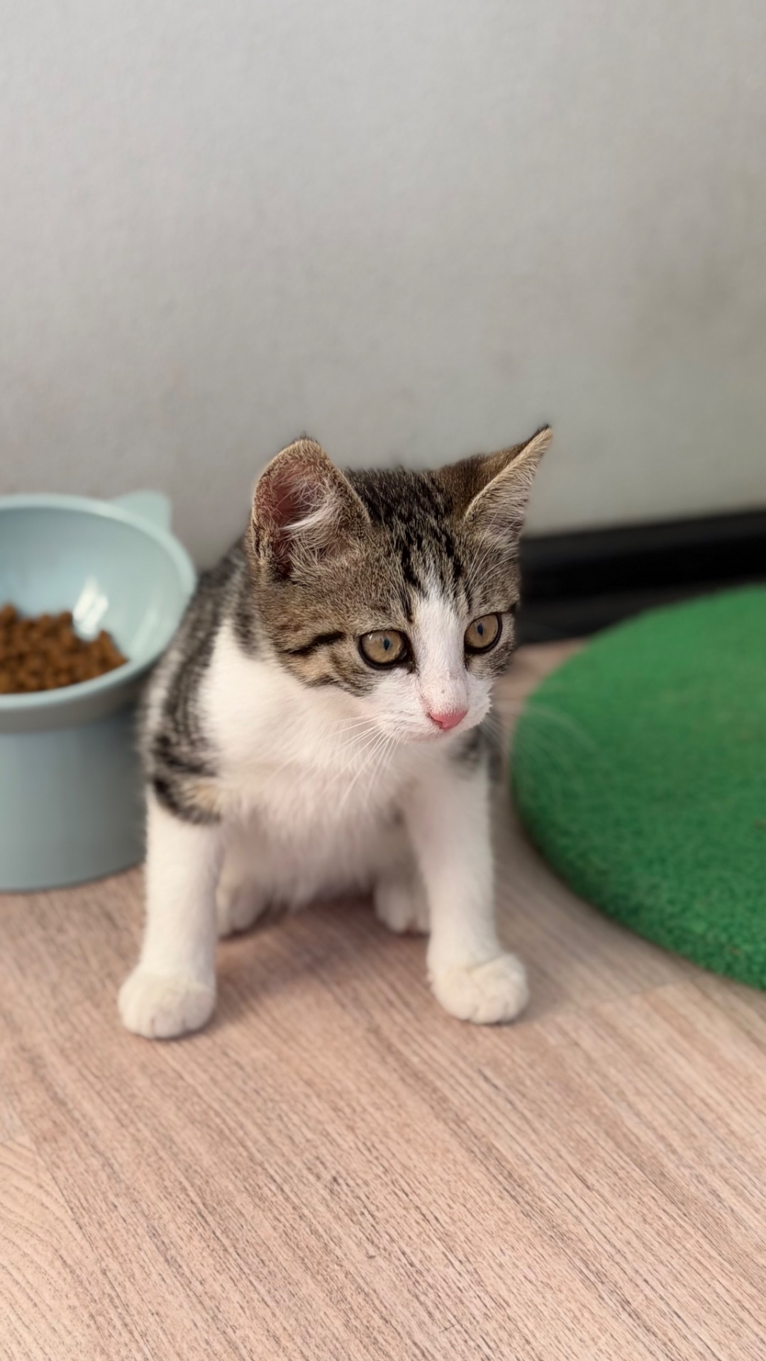 Маленьке кошеня дівчинка