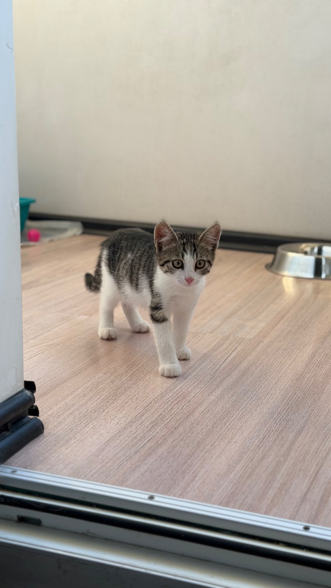 Маленьке кошеня дівчинка
