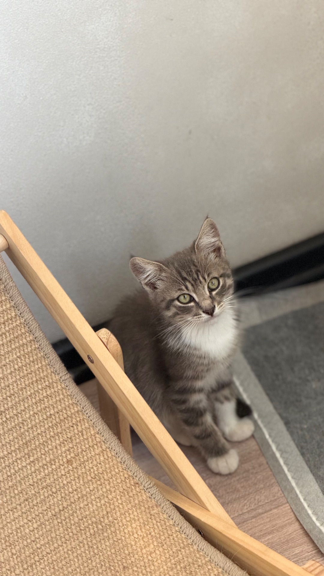 Маленьке Кошеня хлопчик