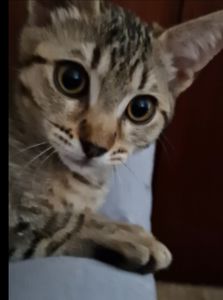 Шовковий Кото-хлопчик вік 3 місяці