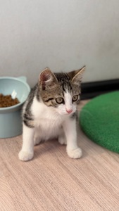 Маленьке кошеня дівчинка