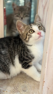 Маленьке кошеня дівчинка