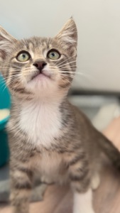 Маленьке Кошеня хлопчик