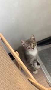 Маленьке Кошеня хлопчик