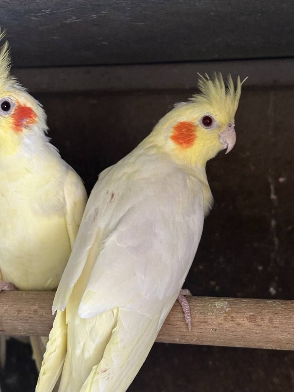 Карела, молоді, вигодуванці