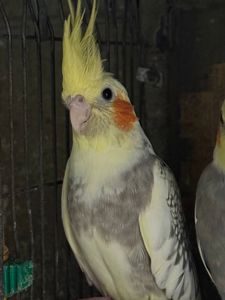 Карела, молоді, вигодуванці