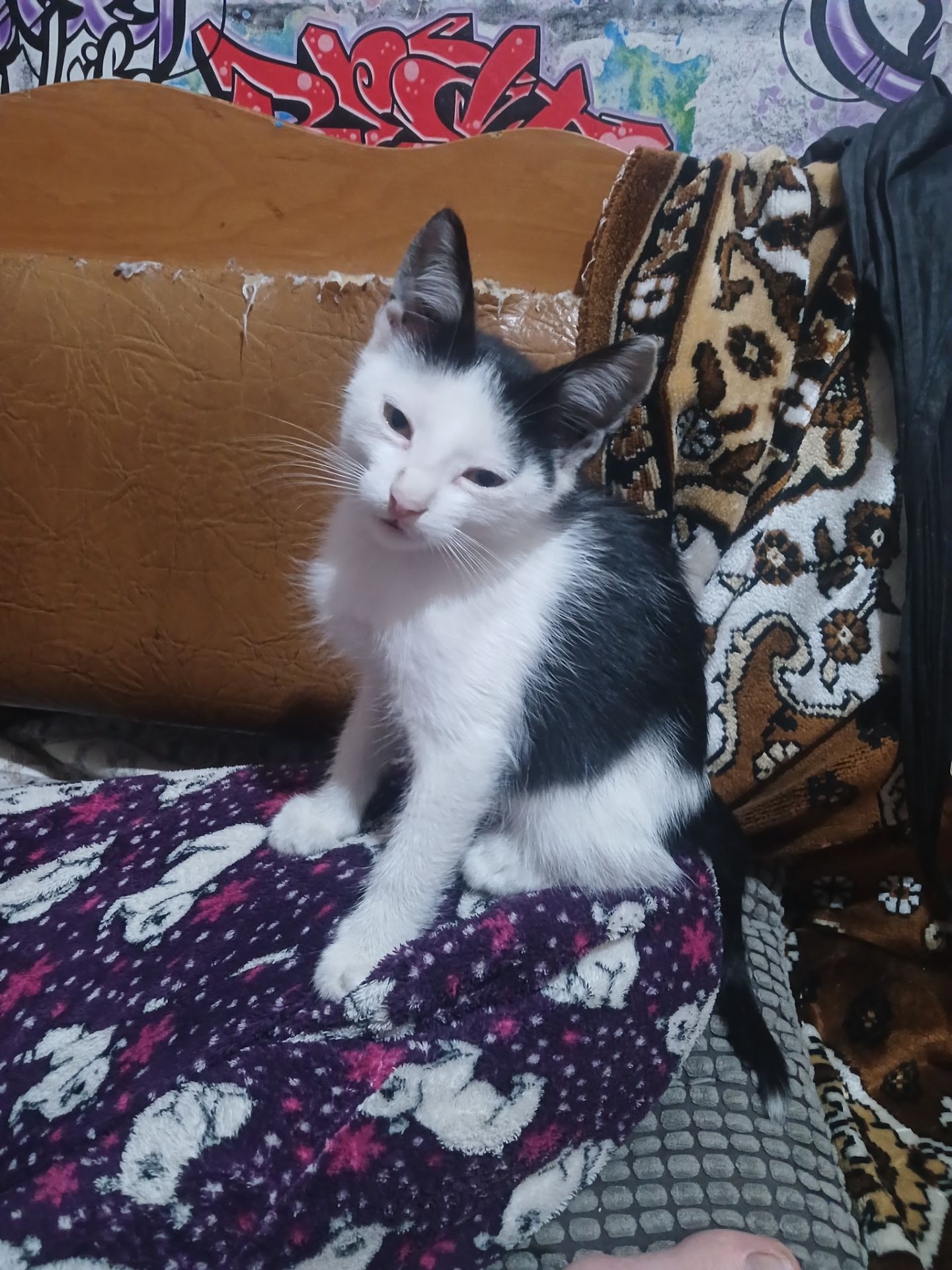 Котейки