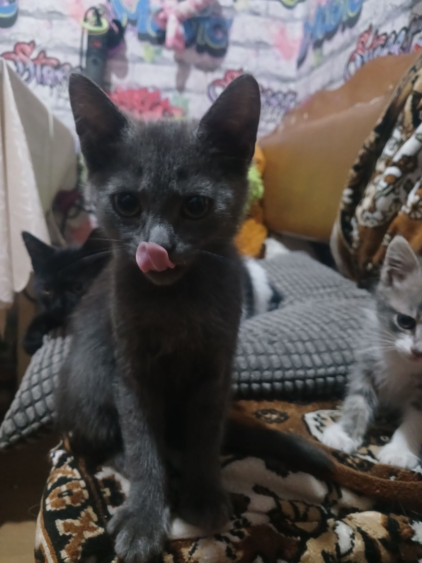 Котейки