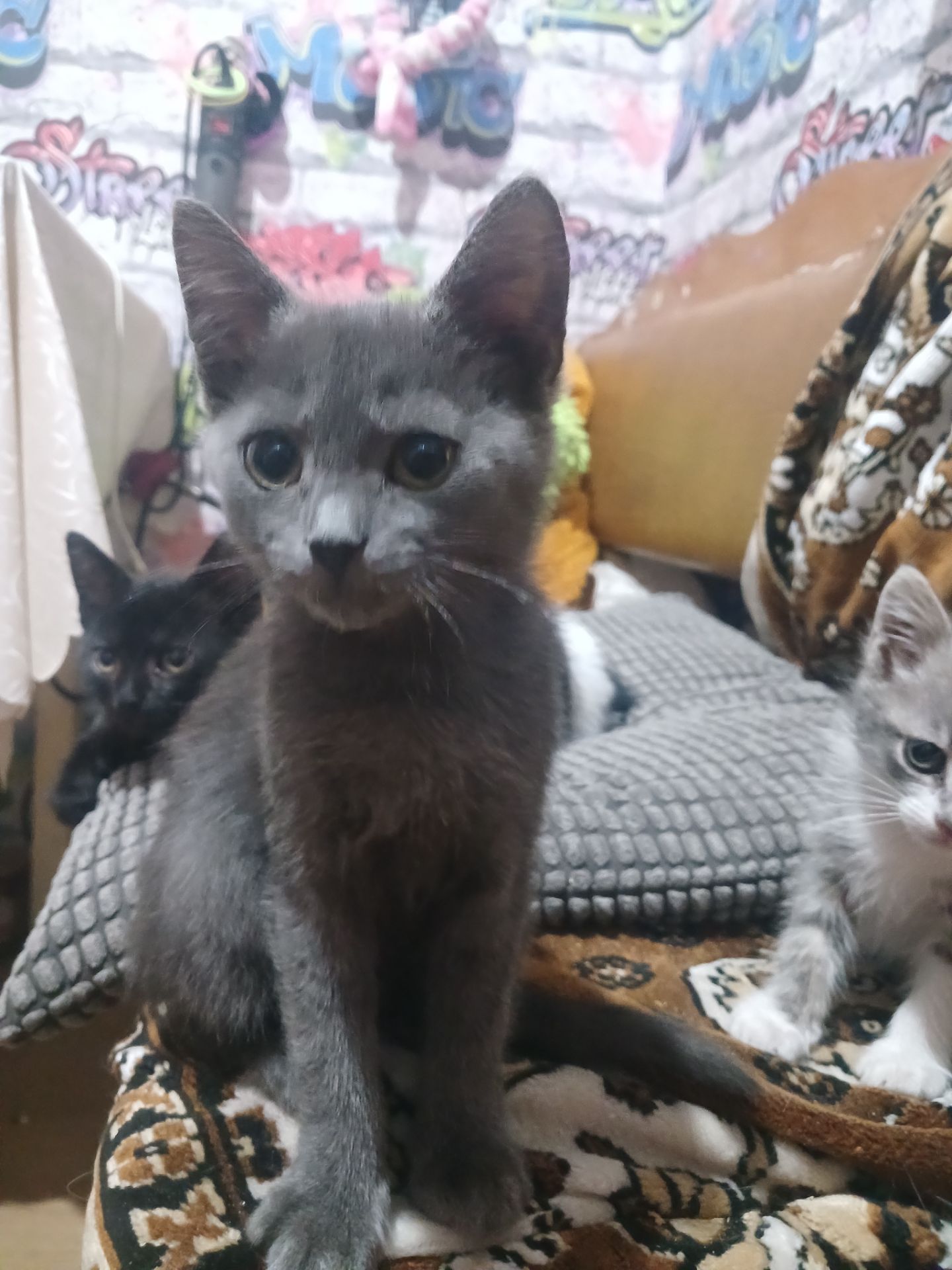 Котейки