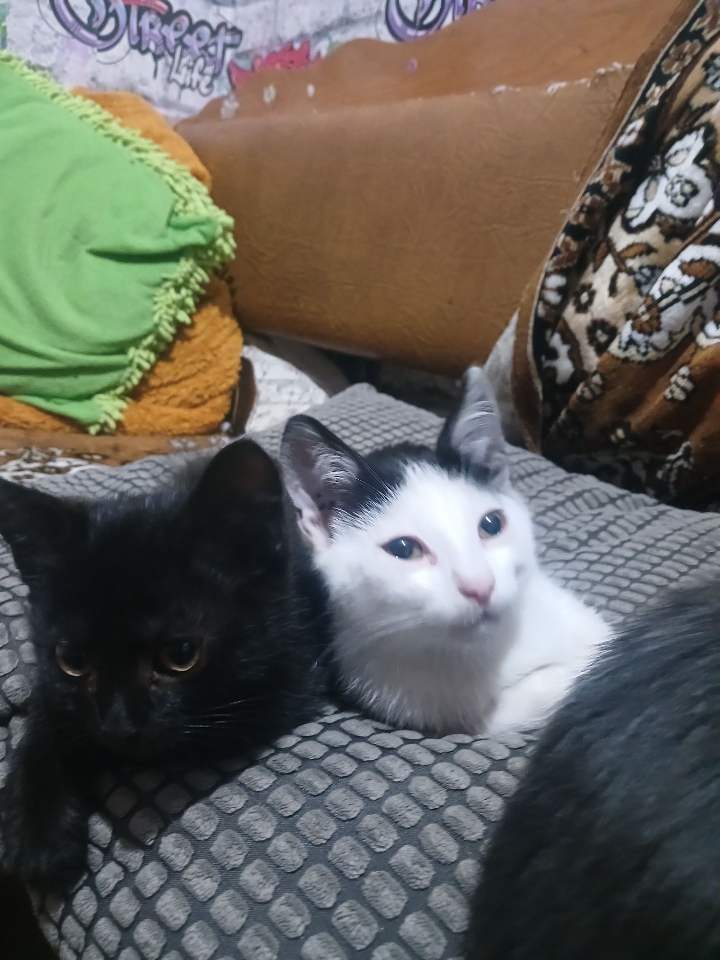 Котейки