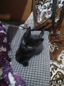 Котейки