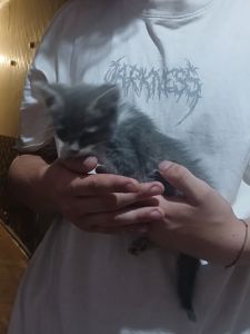 Котейки