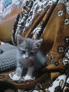Котейки