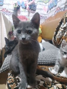 Котейки