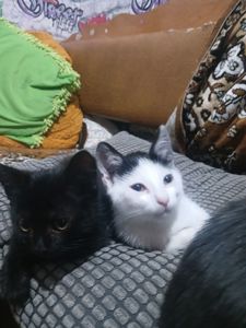 Котейки