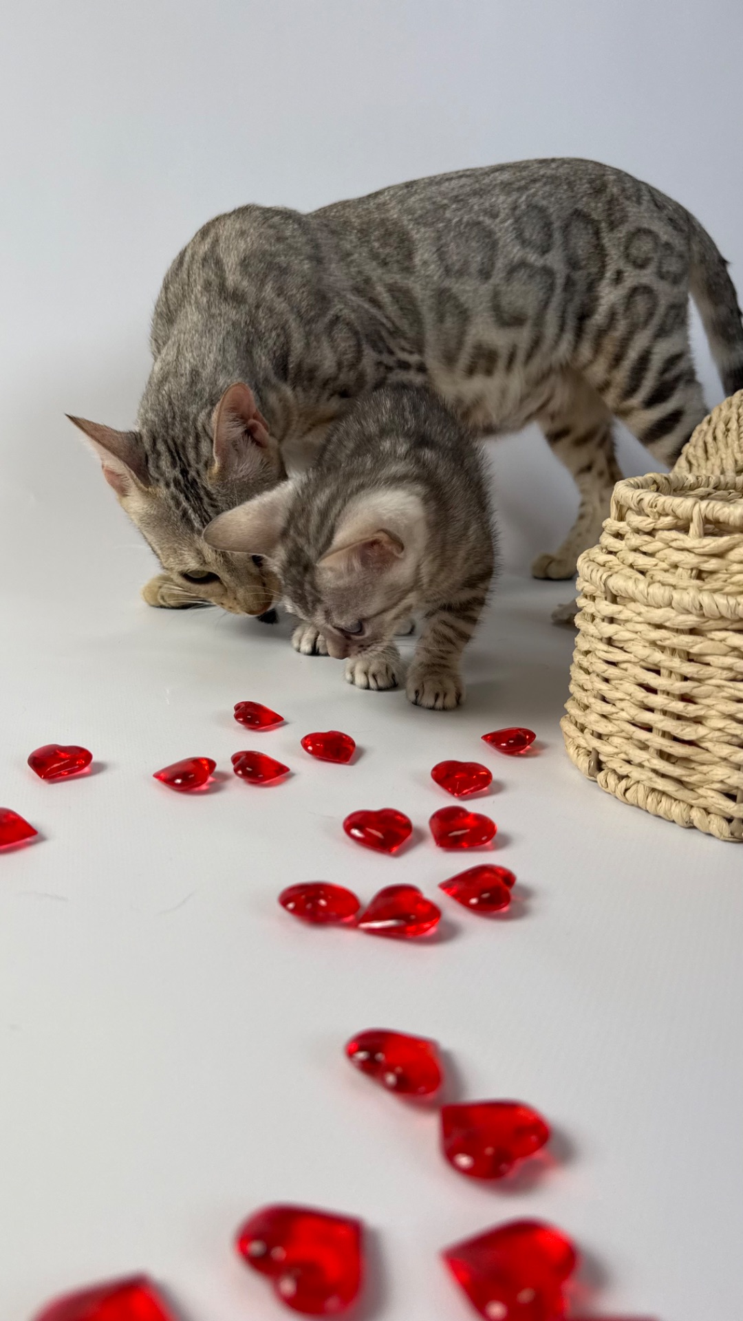 Кошенята Бенгалы