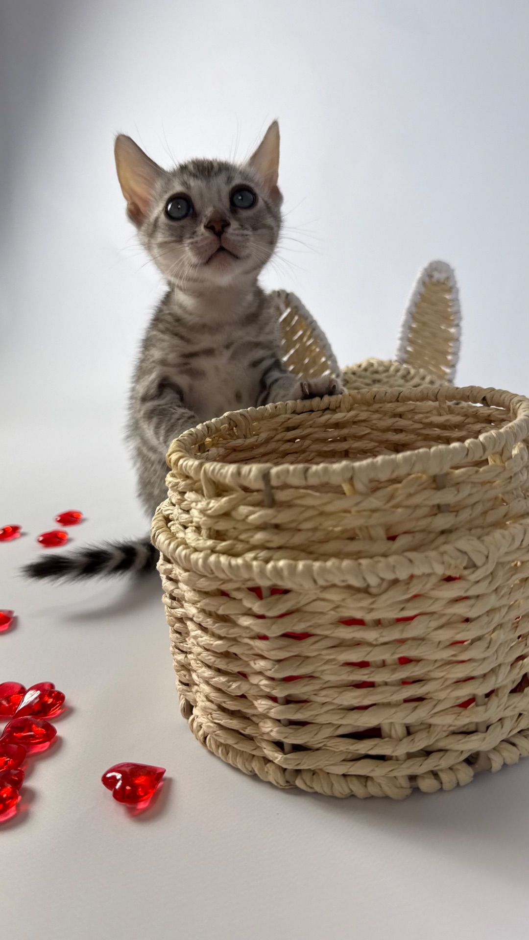 Кошенята Бенгалы