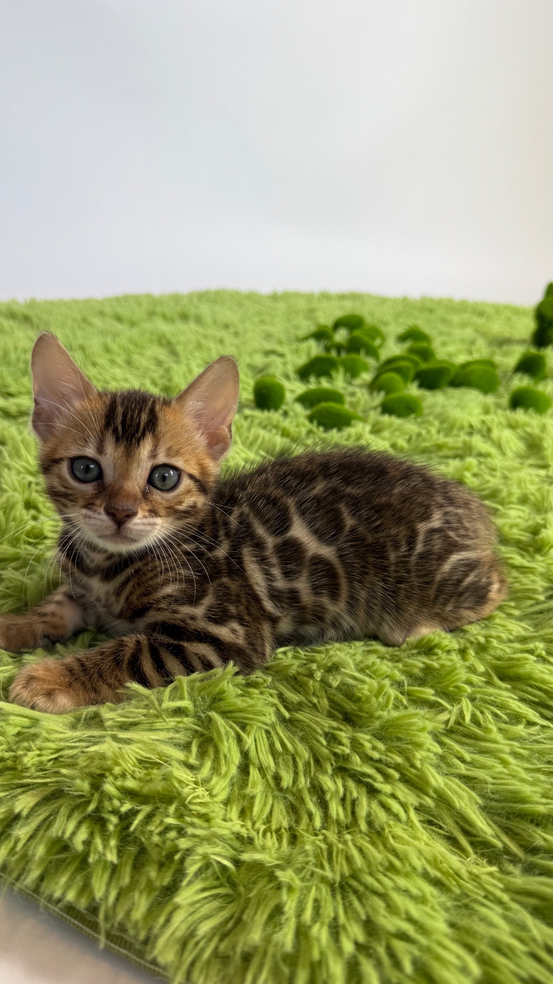 Кошенята Бенгалы