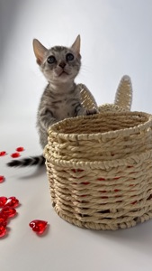 Кошенята Бенгалы