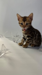 Кошенята Бенгалы