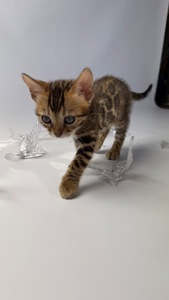 Кошенята Бенгалы