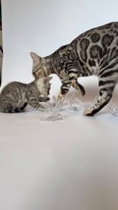 Кошенята Бенгалы