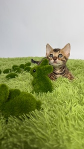 Кошенята Бенгалы