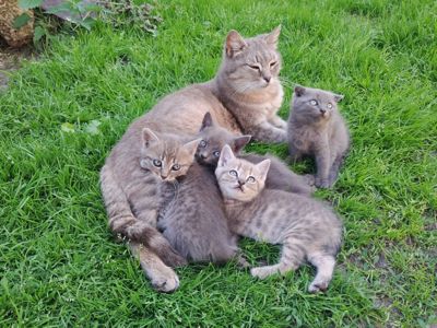 Кошенят віддам в гарні руки