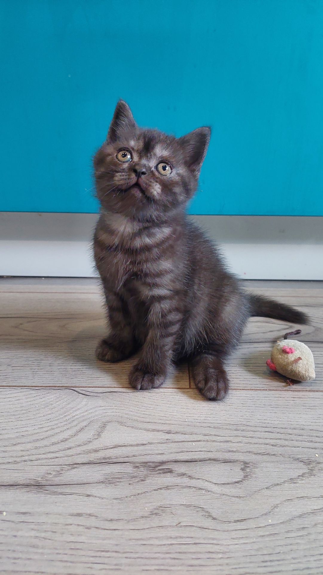 Шотландське кошенята Скотіш страйт