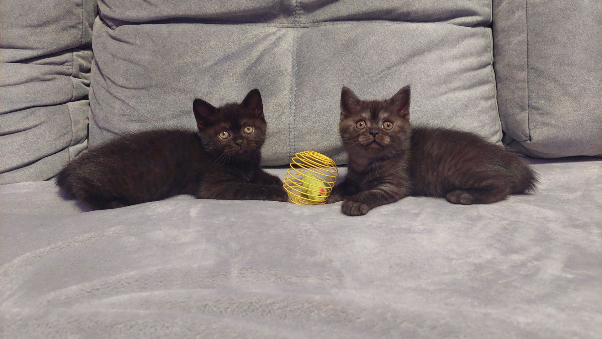 Шотландські кошенята Скотіш страйт