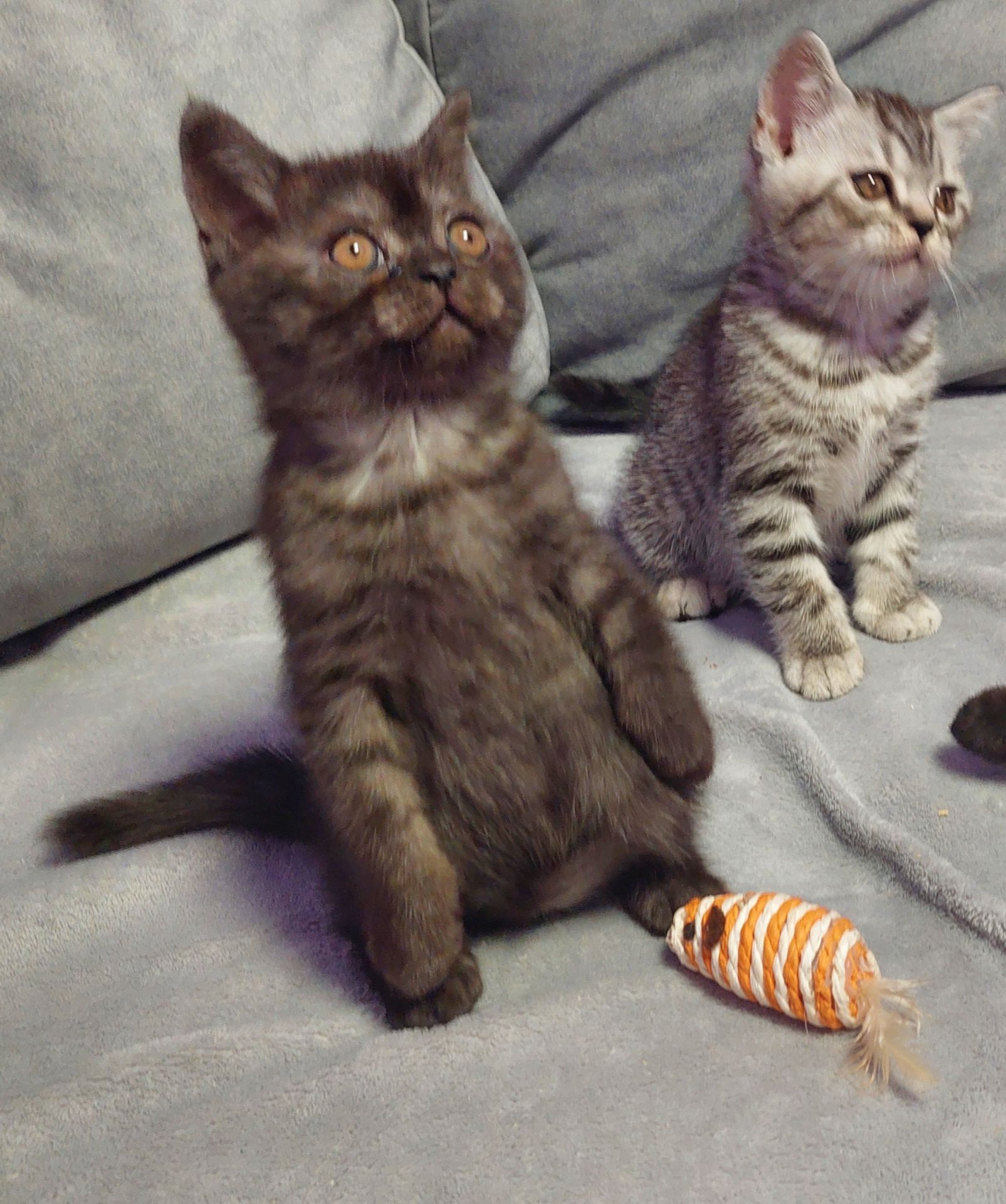 Шотландське кошенята Скотіш страйт