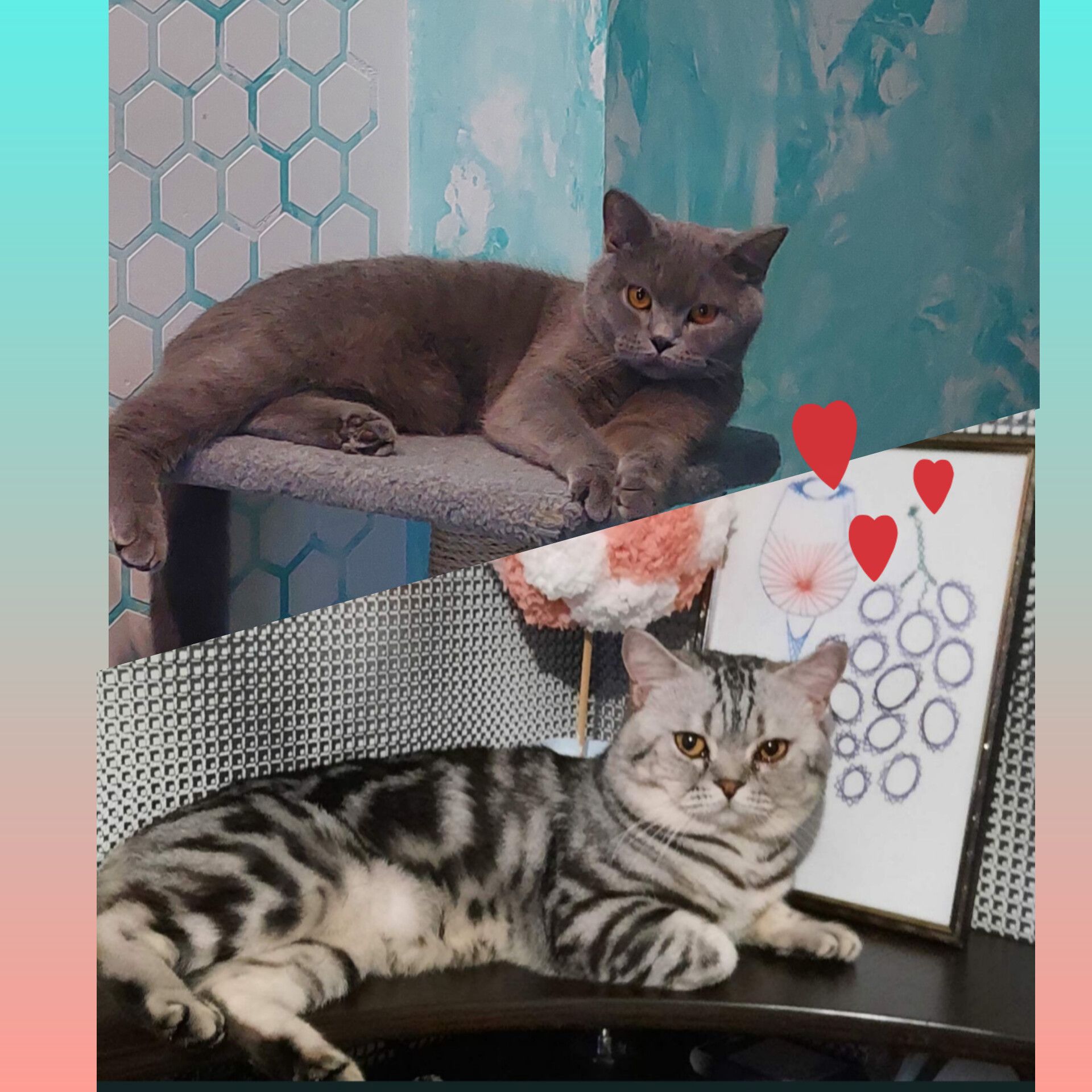 Шотландські кошенята Скотіш страйт