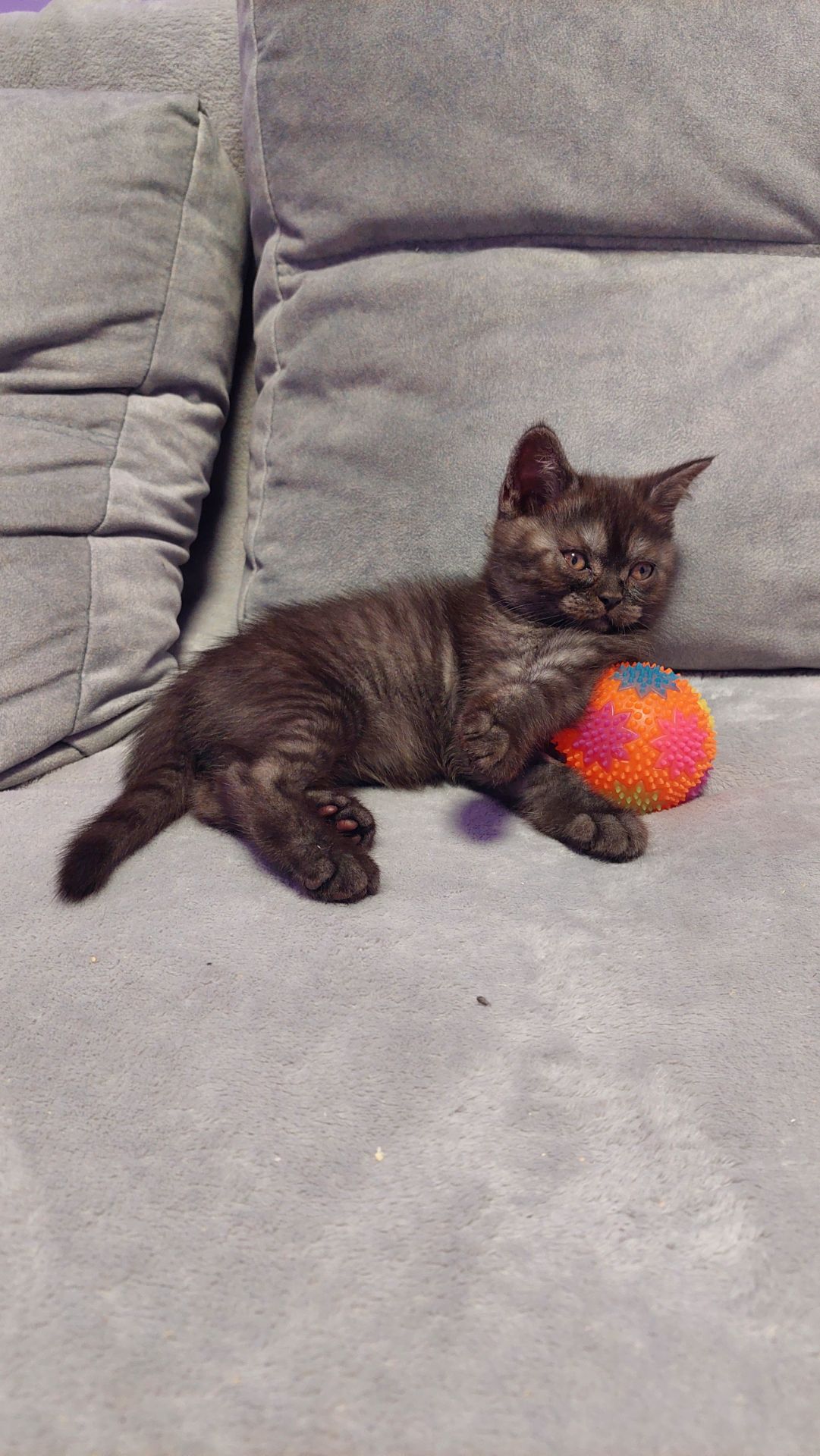 Шотландське кошенята Скотіш страйт