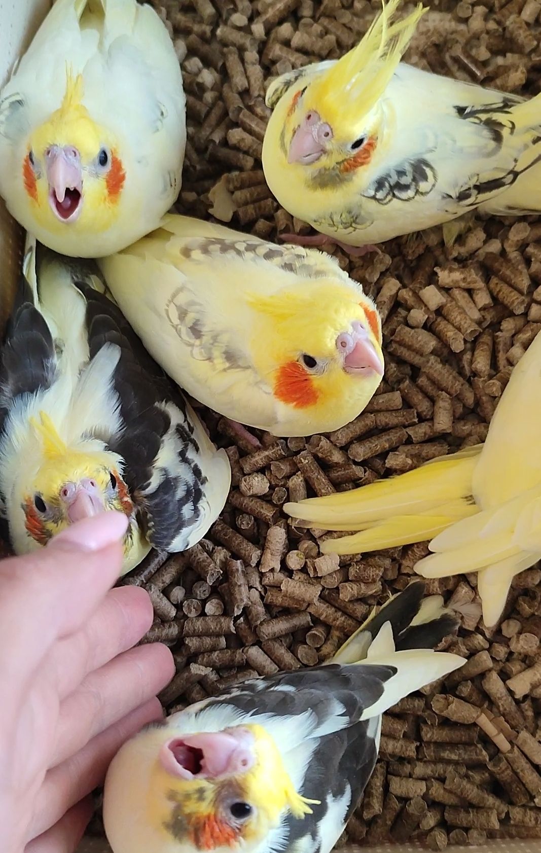 Папужки корели