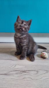 Шотландське кошенята Скотіш страйт