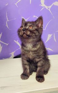 Шотландське кошенята Скотіш страйт